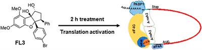 The flavagline FL3 interferes with the association of <mark class="highlighted">Annexin A2</mark> with the eIF4F initiation complex and transiently stimulates the translation of <mark class="highlighted">annexin A2</mark> mRNA